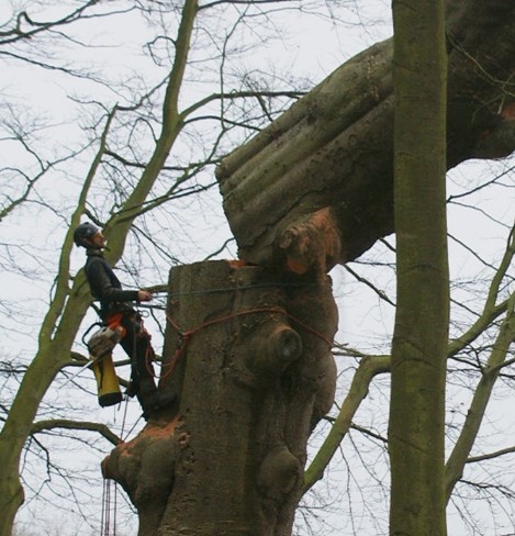 Abattage d'arbre à Châtellerault 86100 en Vienne HJ Elagage 86