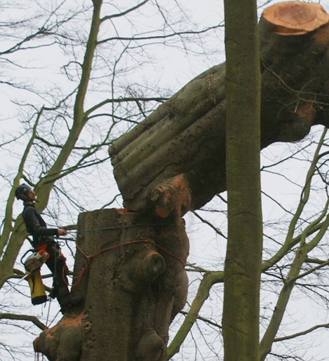 Abattage d'arbre à Châtellerault 86100 en Vienne HJ Elagage 86