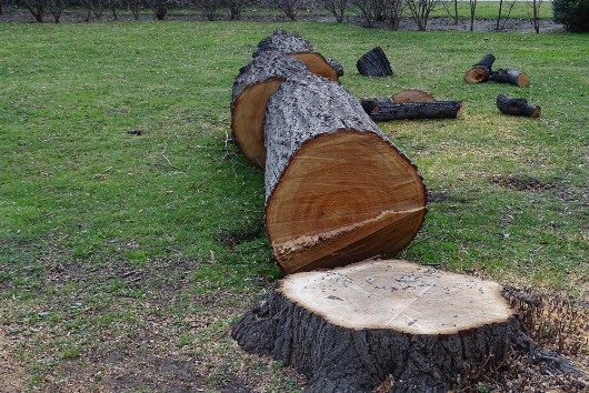 Abattage d'arbre HL Elagage 86 en Vienne Elagueur Paysagiste 