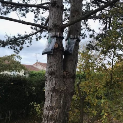 Pose de piège à chenille à Châtellerault 86100 en Vienne HJ Elagage 86