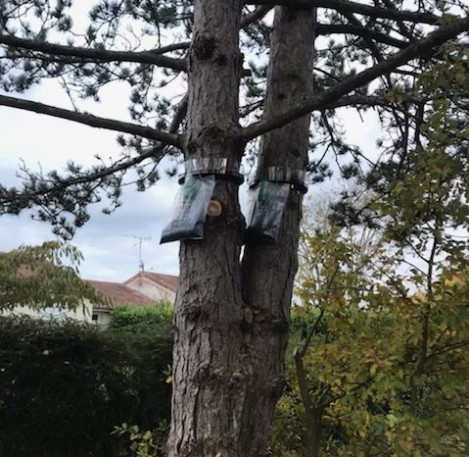 Pose de piège à chenille à Châtellerault 86100 en Vienne HJ Elagage 86