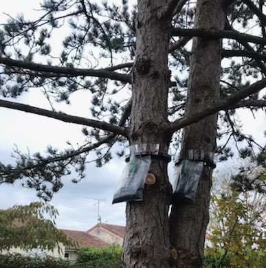Pose de piège à chenille à Châtellerault 86100 en Vienne HJ Elagage 86