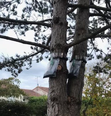 Pose de piège à chenille à Châtellerault 86100 en Vienne HJ Elagage 86