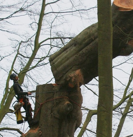 Abattage d'arbre à Châtellerault 86100 en Vienne HJ Elagage 86