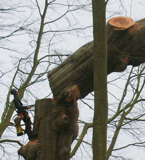 Abattage d'arbre à Châtellerault 86100 en Vienne HJ Elagage 86