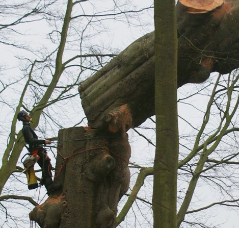 Abattage d'arbre à Châtellerault 86100 en Vienne HJ Elagage 86