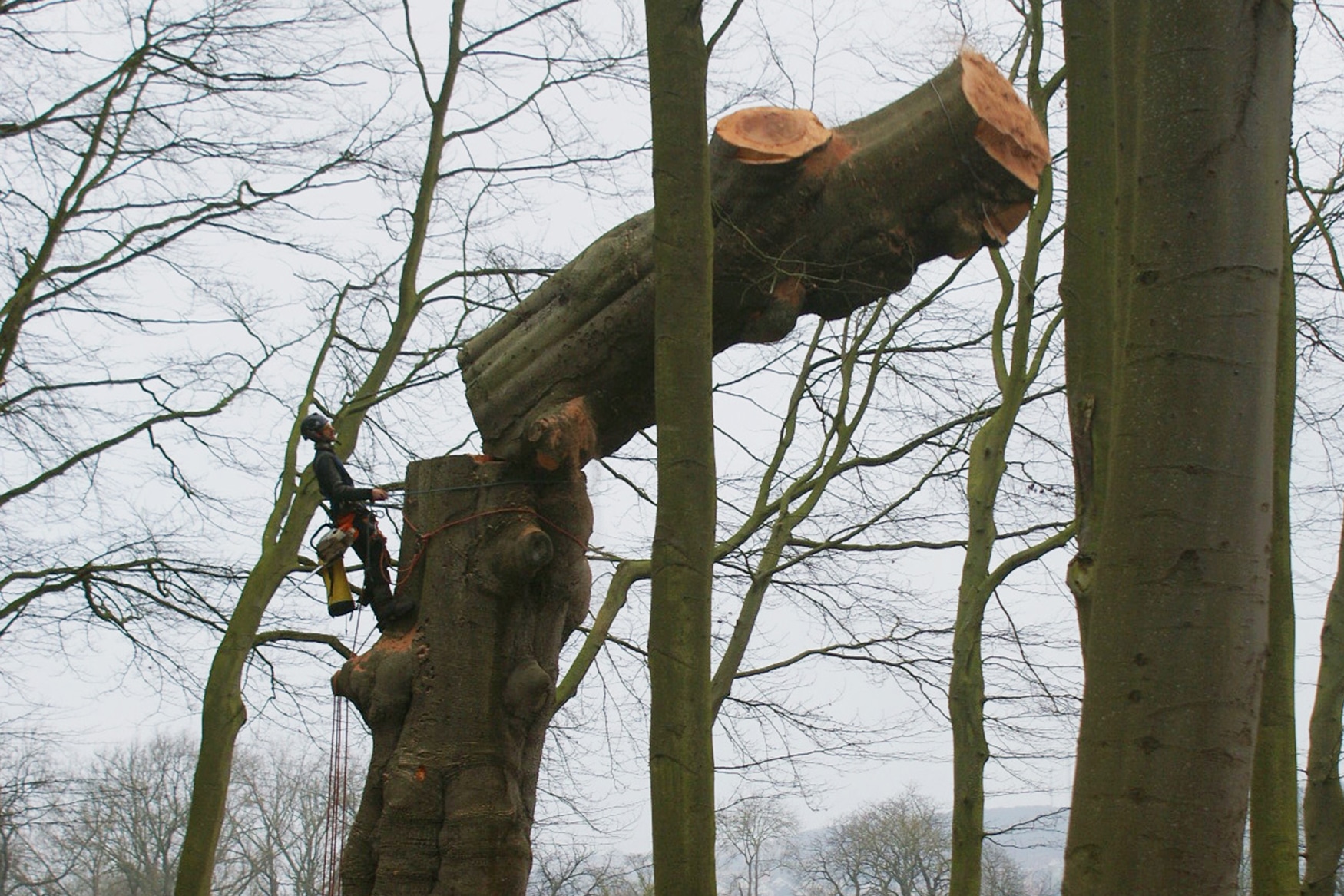 Abattage d'arbre à Châtellerault 86100 en Vienne HJ Elagage 86