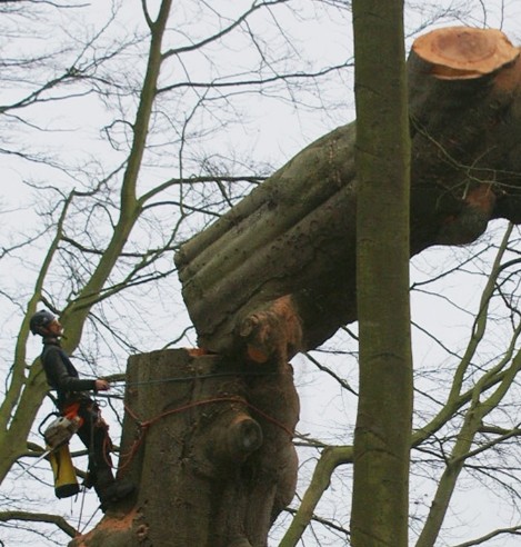 Abattage d'arbre à Châtellerault 86100 en Vienne HJ Elagage 86